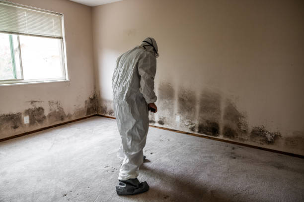 Best Black Mold Remediation in Mountain Home, AR