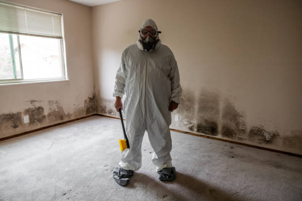 Best White Mold Remediation in Mountain Home, AR