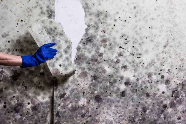 Reliable Mountain Home, AR Mold Remediation Solutions